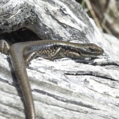 Eulamprus tympanum (Southern Water Skink) at Cotter River, ACT - 5 Nov 2019 by BrianH