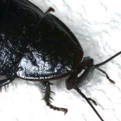 Platyzosteria melanaria at Ainslie, ACT - 22 Oct 2019