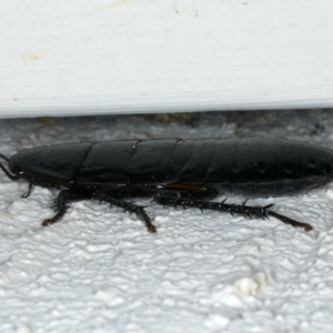 Platyzosteria melanaria at Ainslie, ACT - 22 Oct 2019 08:20 PM