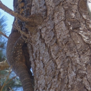 Varanus varius at Black Range, NSW - suppressed