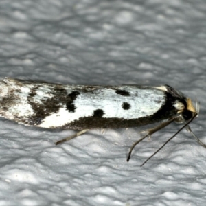 Philobota lysizona at Ainslie, ACT - 22 Oct 2019 08:22 PM