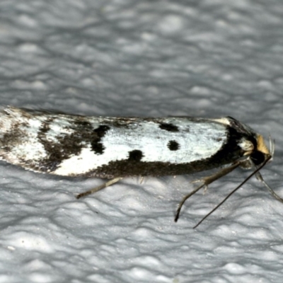 Philobota lysizona (A concealer moth) at Ainslie, ACT - 22 Oct 2019 by jbromilow50