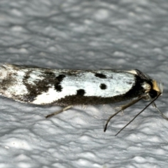 Philobota lysizona (A concealer moth) at Ainslie, ACT - 22 Oct 2019 by jbromilow50