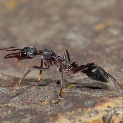 Myrmecia pyriformis (A Bull ant) at ANBG - 5 Nov 2019 by TimL
