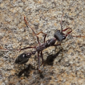 Myrmecia pyriformis at Acton, ACT - 5 Nov 2019 12:09 PM