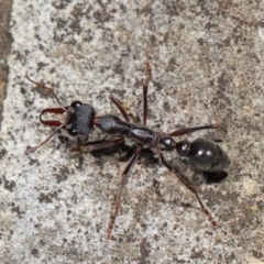 Myrmecia pyriformis at Acton, ACT - 5 Nov 2019 12:09 PM