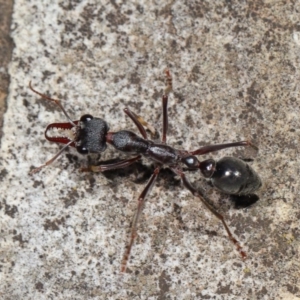 Myrmecia pyriformis at Acton, ACT - 5 Nov 2019 12:09 PM