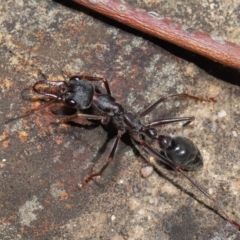 Myrmecia pyriformis at Acton, ACT - 5 Nov 2019 12:09 PM