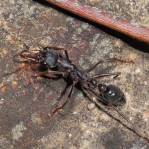 Myrmecia pyriformis at Acton, ACT - 5 Nov 2019