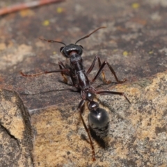 Myrmecia pyriformis at Acton, ACT - 5 Nov 2019 12:09 PM