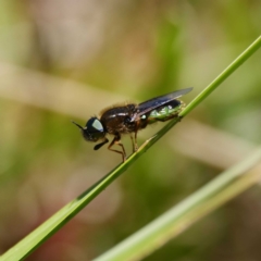 Odontomyia hunteri (Soldier fly) at Namadgi National Park - 6 Nov 2019 by DPRees125