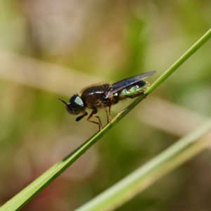 Odontomyia hunteri at Paddys River, ACT - 6 Nov 2019 12:07 PM