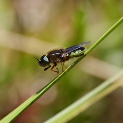 Odontomyia hunteri (Soldier fly) at Namadgi National Park - 6 Nov 2019 by DPRees125