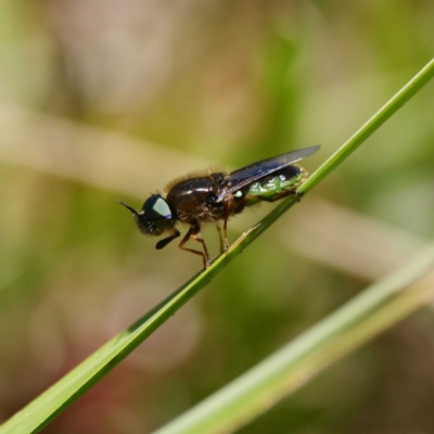 Odontomyia hunteri (Soldier fly) at Paddys River, ACT - 6 Nov 2019 by DPRees125