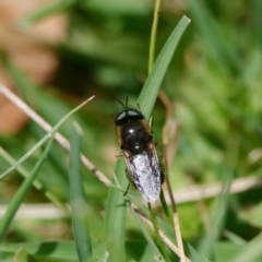 Odontomyia hunteri at Paddys River, ACT - 6 Nov 2019 12:07 PM