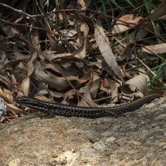 Eulamprus heatwolei (Yellow-bellied Water Skink) at Coree, ACT - 19 Oct 2019 by BrianHerps