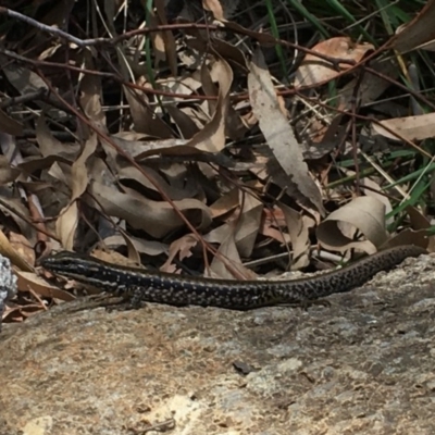 Eulamprus heatwolei (Yellow-bellied Water Skink) at Sherwood Forest - 19 Oct 2019 by BrianHerps