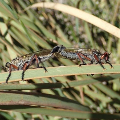 Asilinae sp. (subfamily) (Unidentified asiline Robberfly) at Cook, ACT - 6 Nov 2019 by CathB