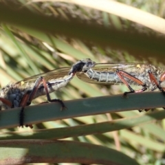 Asilinae sp. (subfamily) at Cook, ACT - 6 Nov 2019 11:37 AM