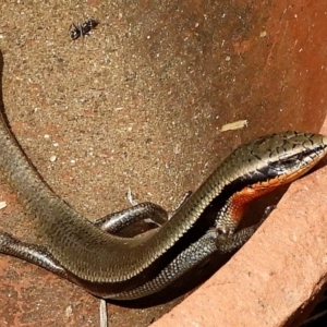 Acritoscincus platynotus at Crooked Corner, NSW - 2 Nov 2019 10:31 AM