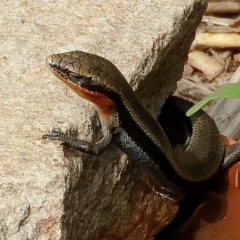 Acritoscincus platynotus at Crooked Corner, NSW - 2 Nov 2019