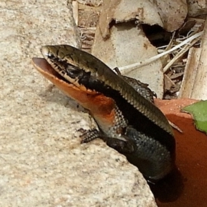 Acritoscincus platynotus at Crooked Corner, NSW - 2 Nov 2019