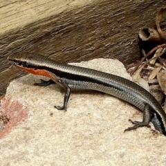 Acritoscincus platynotus at Crooked Corner, NSW - 2 Nov 2019