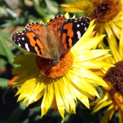 Vanessa kershawi (Australian Painted Lady) at Acton, ACT - 6 Nov 2019 by RodDeb