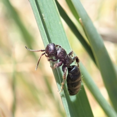 Thynninae (subfamily) (Smooth flower wasp) at Cook, ACT - 6 Nov 2019 by CathB