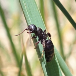 Thynninae (subfamily) at Cook, ACT - 6 Nov 2019