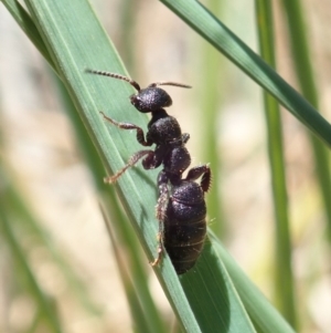 Thynninae (subfamily) at Cook, ACT - 6 Nov 2019 11:42 AM