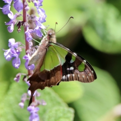 Graphium macleayanum (Macleay's Swallowtail) at ANBG - 6 Nov 2019 by RodDeb