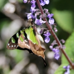 Graphium macleayanum at Acton, ACT - 6 Nov 2019 11:21 AM