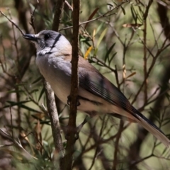 Colluricincla harmonica (Grey Shrikethrush) at Hackett, ACT - 6 Nov 2019 by RodDeb