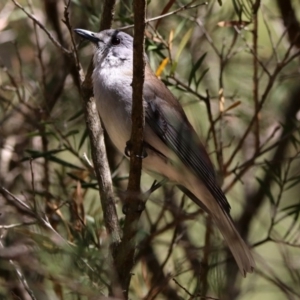 Colluricincla harmonica at Hackett, ACT - 6 Nov 2019 11:49 AM