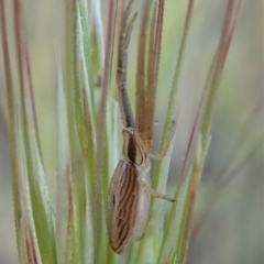 Runcinia acuminata (Pointy Crab Spider) at Cook, ACT - 5 Nov 2019 by CathB