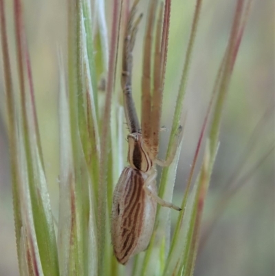 Runcinia acuminata (Pointy Crab Spider) at Mount Painter - 5 Nov 2019 by CathB