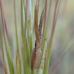 Runcinia acuminata at Cook, ACT - 5 Nov 2019