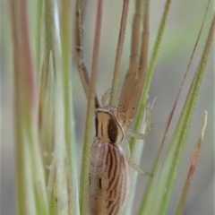 Runcinia acuminata at Cook, ACT - 5 Nov 2019