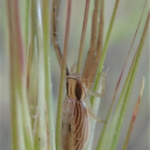 Runcinia acuminata at Cook, ACT - 5 Nov 2019