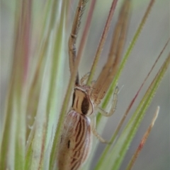 Runcinia acuminata at Cook, ACT - 5 Nov 2019