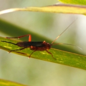 Lissopimpla excelsa at Acton, ACT - 6 Nov 2019