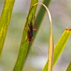 Lissopimpla excelsa at Acton, ACT - 6 Nov 2019 11:34 AM