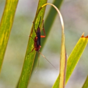 Lissopimpla excelsa at Acton, ACT - 6 Nov 2019