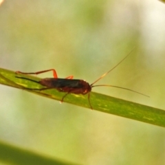 Lissopimpla excelsa at Acton, ACT - 6 Nov 2019 11:34 AM