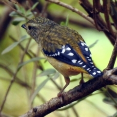 Pardalotus punctatus (Spotted Pardalote) at ANBG - 6 Nov 2019 by RodDeb