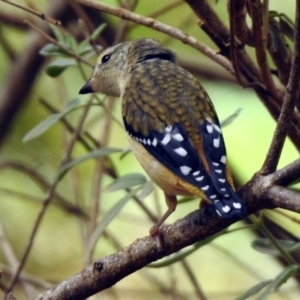 Pardalotus punctatus at Acton, ACT - 6 Nov 2019