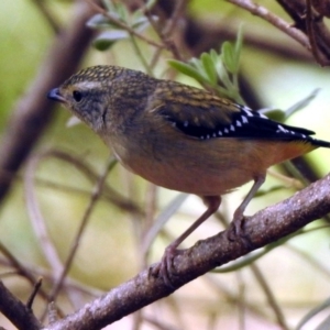 Pardalotus punctatus at Acton, ACT - 6 Nov 2019