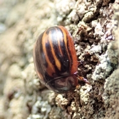 Paropsisterna nigerrima (Leaf beetle, Button beetle) at Dunlop, ACT - 4 Nov 2019 by CathB