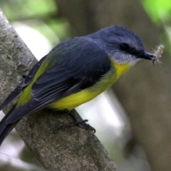 Eopsaltria australis (Eastern Yellow Robin) at ANBG - 6 Nov 2019 by RodDeb